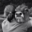 Hug vache